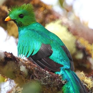 Resplendent quetzal