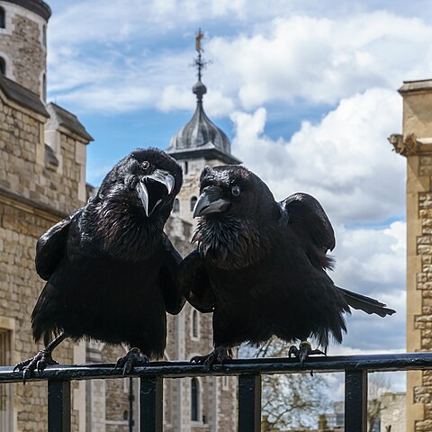 Jubilee and Muninn, two ravens born in the Tower of London, posing for a picture.